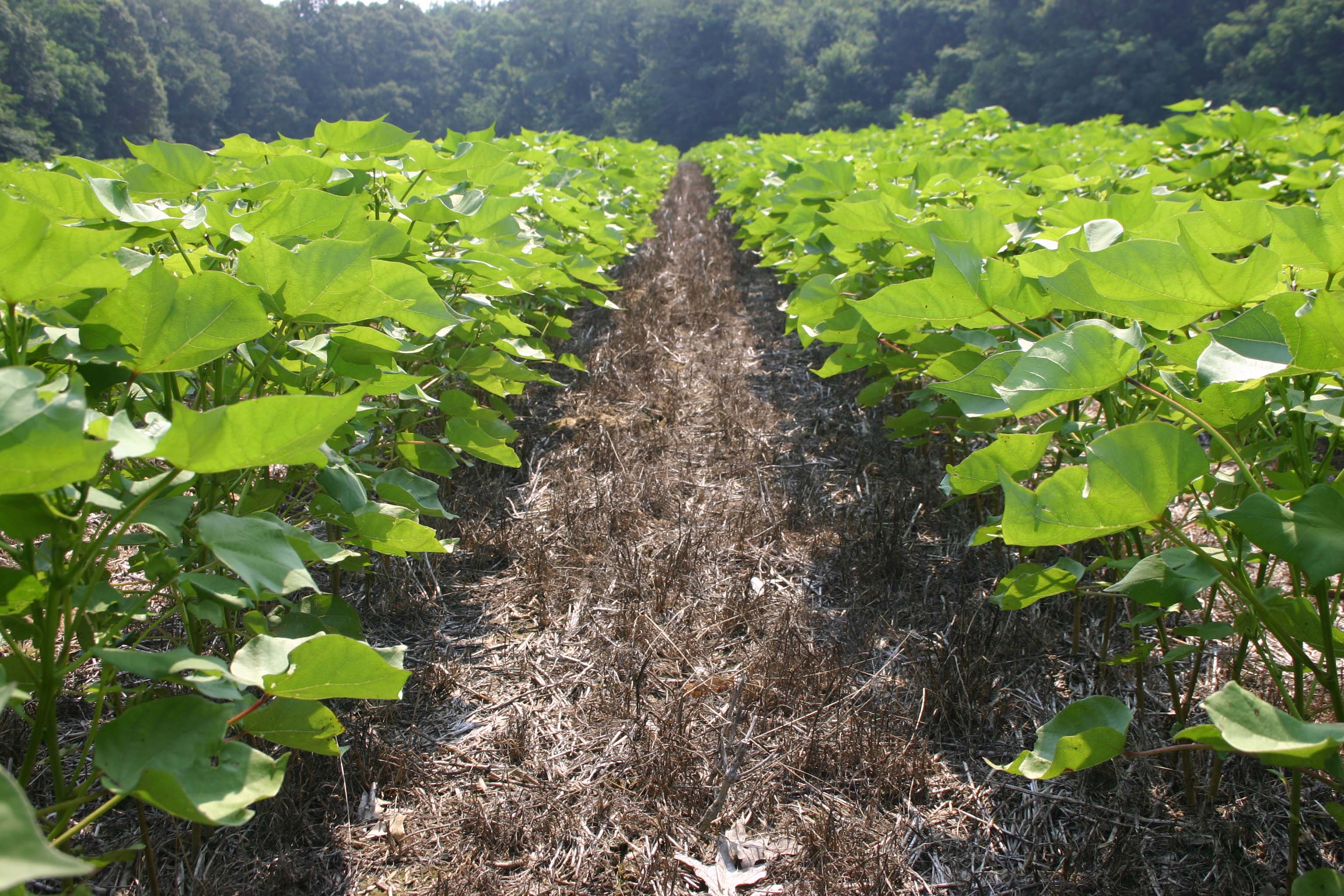 What Are The Different Types Of Tillage Systems