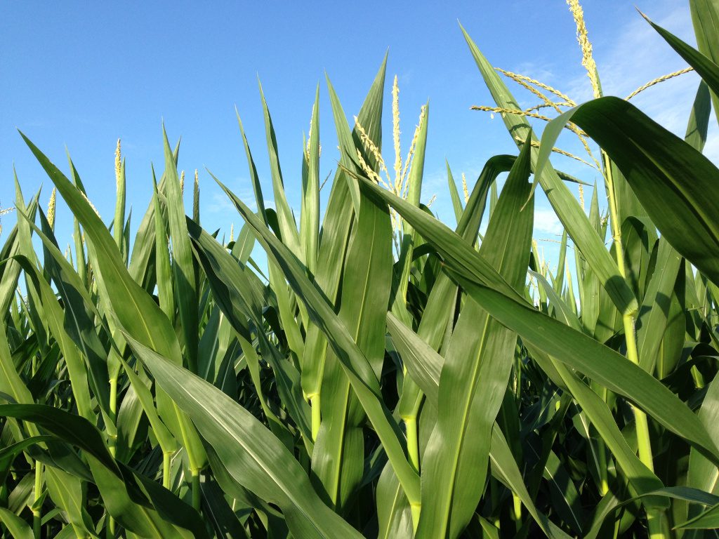 planting-corn-late-high-yields-still-possible-apache-sprayers-self